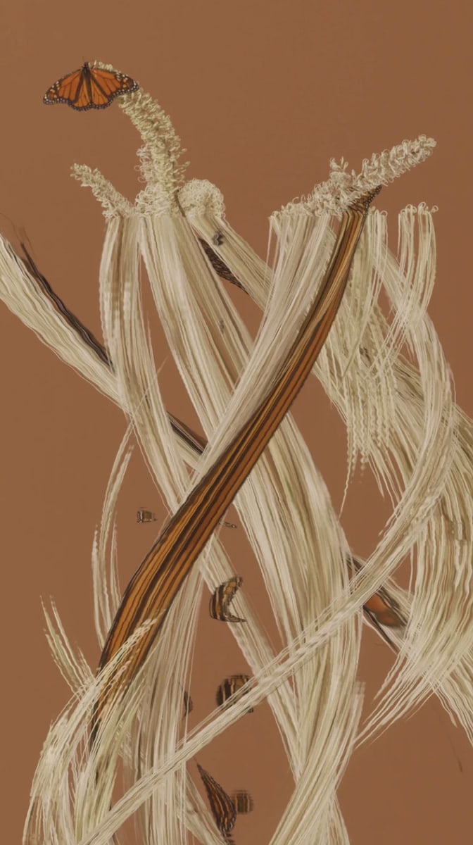 Mia Forrest, Ivory Curl (Buckinghamia celsissima), 2024